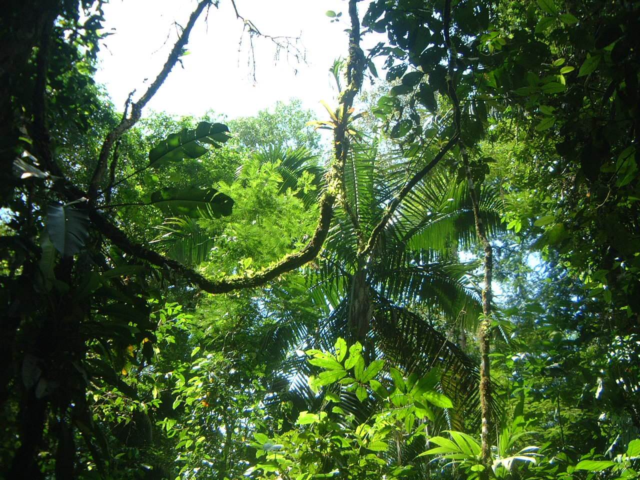 La Selva rainforest in Costa Rica. 